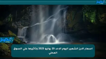 أسعار الأرز الشعير اليوم الأحد 20 يوليو 2025 وتأثيرها على السوق المحلي
